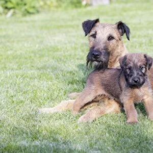Dogs - Westfalia / Westfalen Terrier - puppy with its father on garden lawn, Lower Saxony, Germany