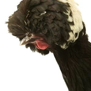 Domestic Chicken Close up f head Dutch breed