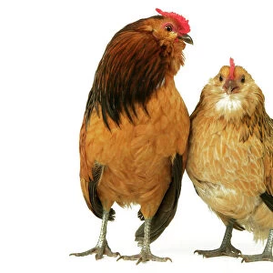 Domestic Chickens "Bearded of Antwerp" breed