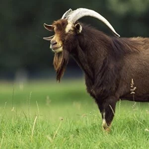 Domestic Goat