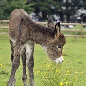 Donkey - baby 5 days old