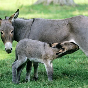 Donkey - mother & suckling foal