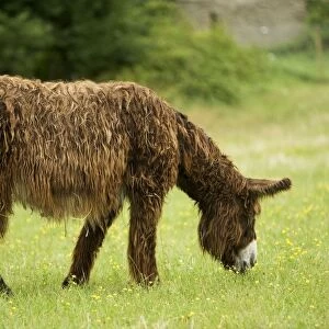 Donkey - Poitou breed - grazing