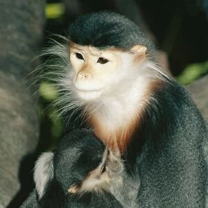 Douc Langer Monkey KEL 1027 Mother & Baby. Rainforests Vietnam, Laos. Endangered. Pygathrix nemaeus © Ken Lucas / ARDEA LONDON