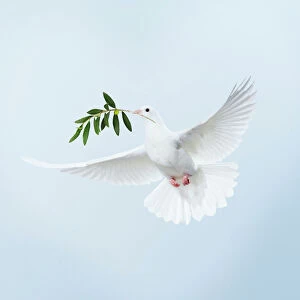 Dove - in flight carrying olive branch in beak Digital Manipulation: added olive branch (Su) & background
