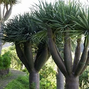 Dragon Trees. A slow growing tree from the Canary Islands, is long lived and may reach 9m high. A good number are to be found in the Botanical Gardens at Las Palmas, Gran Canaria. February. Common name Dragon's Blood Tree