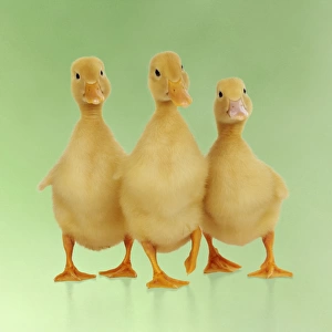 DUCK. Three ducklings stood in a row Digital manipulation: background colour