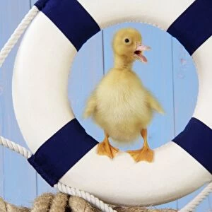 Duckling - with lifebelt