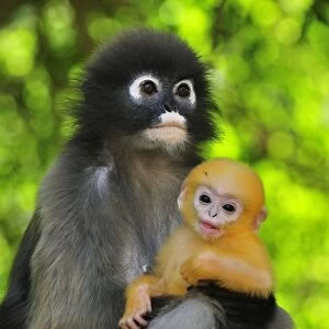 Dusky Leaf Monkey / Spectacled Langur / Spectacled Leaf Monkey - mother with baby - Khao Sam Roi Yot National Park - Thailand
