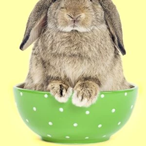 Dwarf Lop-Eared Rabbit - sitting in bowl Digital Manipulation: Changed bowl colour - added colour background