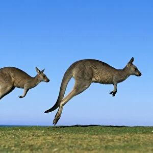 Eastern Grey Kangaroo - Running, Murramarang National Park, New South Wales, Australia JPF39218