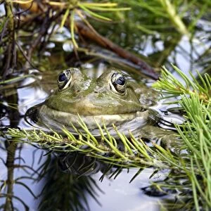 Edible / Green Frog - France