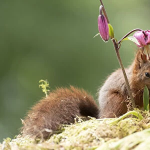 Eekhoorn; Sciurus vulgaris, Red Squirrel standing under a Lilium martagon flower