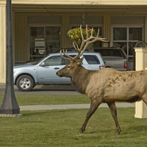 Elk Male walking passed one of the Hotels in Mammoth Hot Springs Yellowstone NP> USA