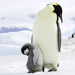 Emperor Penguin - adult and chick sleeping. Snow hill island - Antarctica