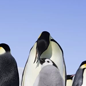 Emperor Penguin - adult feeding chick. Snow hill island - Antarctica
