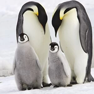 Emperor Penguin - two adults with two chicks. Snow hill island - Antarctica