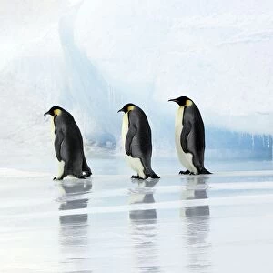 Emperor Penguin - three adults walking across ice. Snow hill island, Antarctica