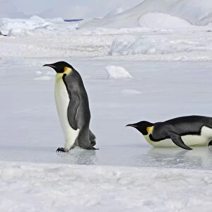 Emperor Penguin - two adults walking & sliding across ice. Snow hill island - Antarctica
