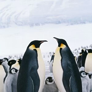Emperor Penguin With chick