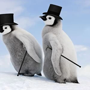Emperor Penguin - two chicks with top hats and canes. Snow hill island - Antarctica
