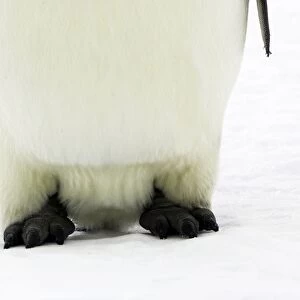 Emperor Penguin - close-up of feet. Snow hill island - Antarctica
