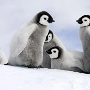 Emperor Penguin - group of chicks. Snow hill island - Antarctica