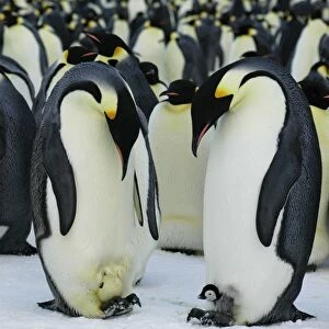 Emperor Penguins - two adults - one with a chick on its feet - the other with an egg which is about to be hatched - Antarctica OLI00033