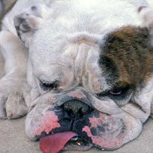 English Bulldog - Lying down with tongue sticking out