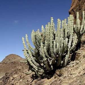 Euphorbia damarana. Namibia Fam: Euphorbiaceae