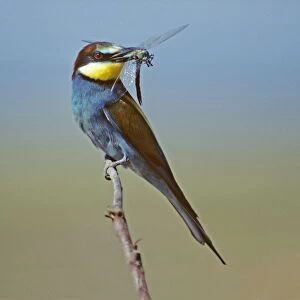 European Bee-eater - with dragonfly in beak, Coto Donana national park, Spain