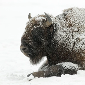 European Bison - bull resting in snow - Hessen - Germany