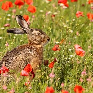 European / Brown Hare - in poppy field