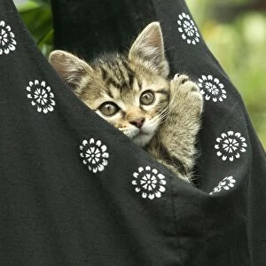 European brown Tabby Cat - Kitten in carrier