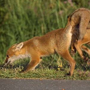 European Fox - pair mating
