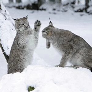 European Lynx - two animals playing in snow - Hessen - Germany