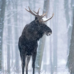 European Moose