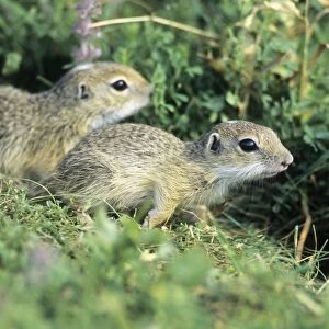 European Suslik / Souslik - 2 young animals beside burrow entrance, Neusiedleersee National Park, Lower Austria