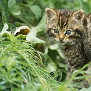 European Wild Cat - kittens