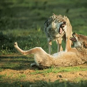 European Wolf USH 288 Threatening behaviour Canis lupus © Duncan Usher / ardea. com
