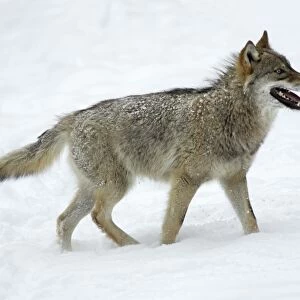 European Wolf- young animal panting, standing in snow, winter Bavaria, Germany
