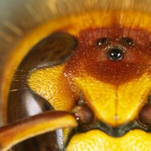 Eyes of Hornet