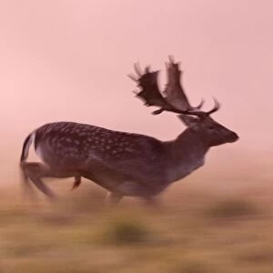 Fallow Deer - buck running across a meadow at dawn - during the rut - Seeland - Denmark