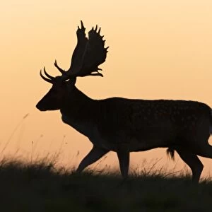 Fallow Deer - buck as silhouette moving along horizon at dusk - during the rut - Seeland - Denmark