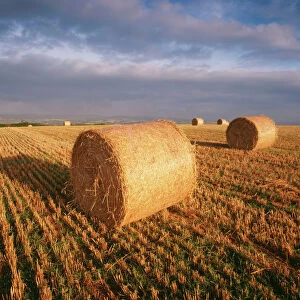Farming - round straw bales on stubble - strongly sidelit a. m. sun - Devon UK