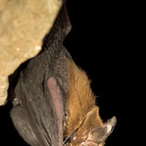 Female Bumblebee Bat / Kitti's Hog Nosed bat - with baby attached to false nipple - Myanmar (Burma)