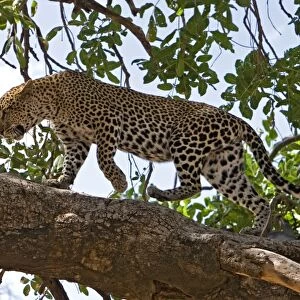 Female Leopard walking on tree branch, Samburu Reserve, Kenya, Africa