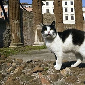 Feral Cat - living amongst ruins. Rome - Italy