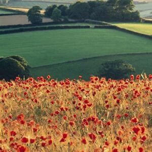 Field Poppies HAR 74 In farming landscape, Devon, UK. © Anthony Harrison / ardea. com