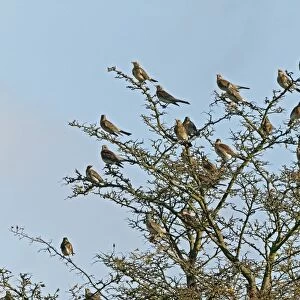 Fieldfare - flock perched on Hawthorn bush - Breckland - Norfolk - UK